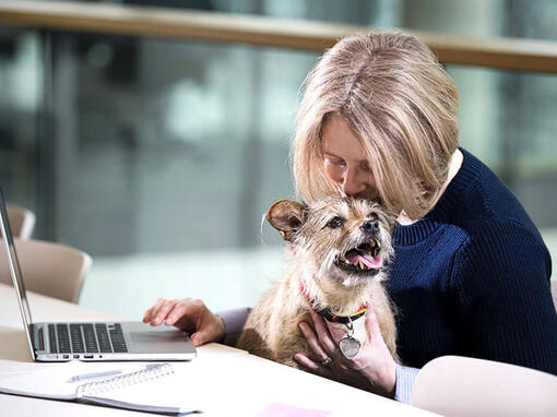 Terrier sitter i en kvinnas knä när hon arbetar på en bärbar dator