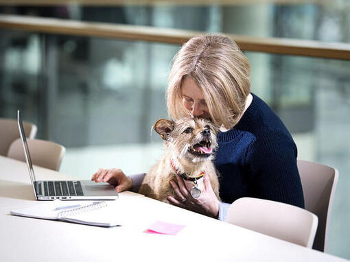 Terrier satt i kvinnans knä när hon arbetar på en bärbar dator