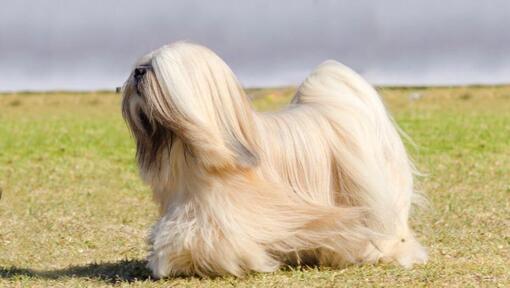 Lhasa Apso står och vinden blåser en päls