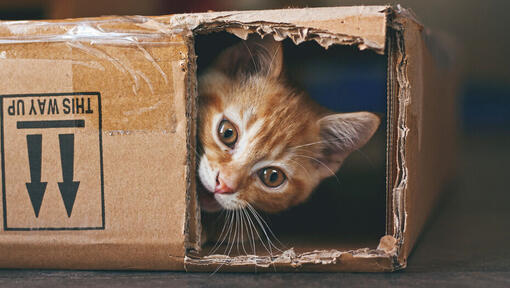 Ingefära katt gömmer sig i en kartong.