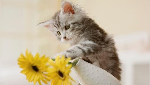 grå kattunge som välter en vas med gula blommor
