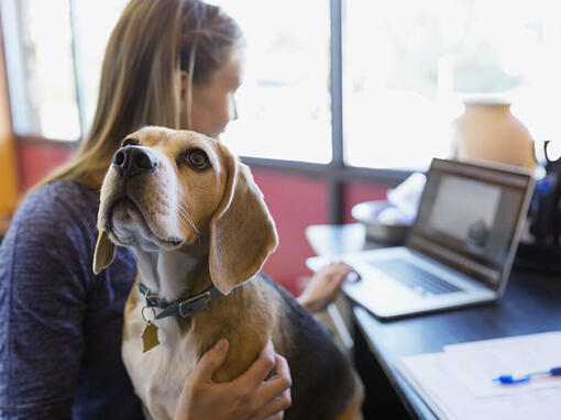 Beagle sitter i ägarens knä medan hon arbetar
