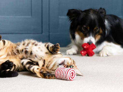 Katt och hund leker med leksaker