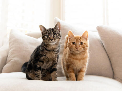 Bruna och Ginger Tabby katter sitter på soffan