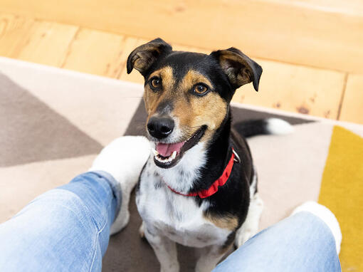 Hund tittar upp på ägaren