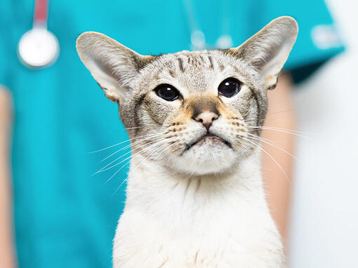 Katt med veterinär bakom