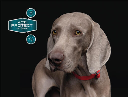 Foder för steriliserade vuxna katter Purina® Pro Plan® Expert