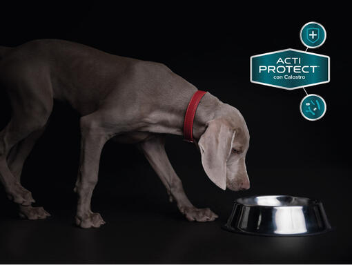 Purina® Pro Plan® Experthundfoder