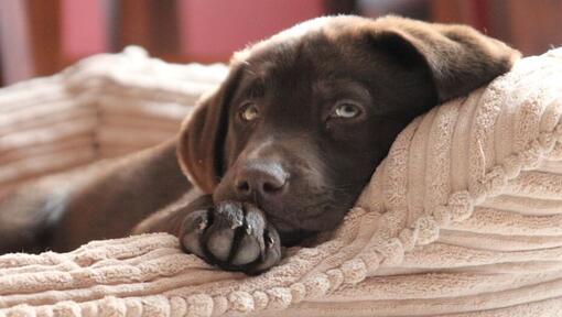 choklad labrador valp liggande i en säng