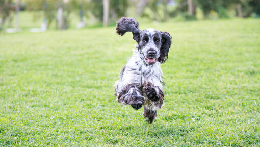 Svart och vit Cocker Spaniel löpning