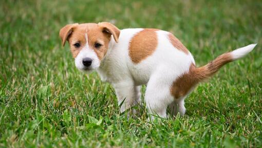 Jack Russell valp bajsar på gräset