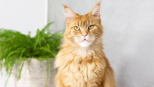 Ginger Maine Coon sitter