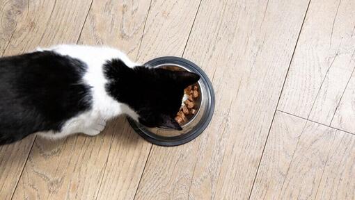 Katt äter från en skål