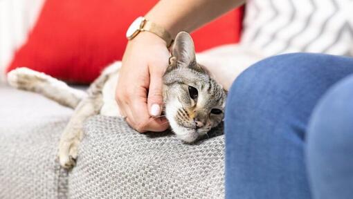 Kvinna klappar katt på soffan