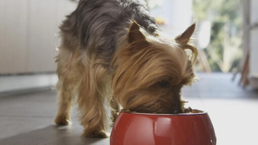 Hund äter mat från röd skål