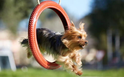 Hund som hoppar över ett agilitydäck