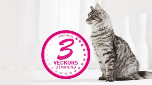 3 Week Challenge logga och katt