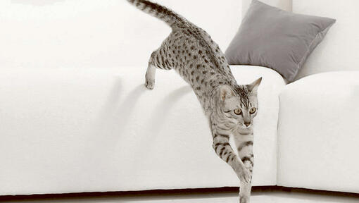 Katt hoppar från soffan