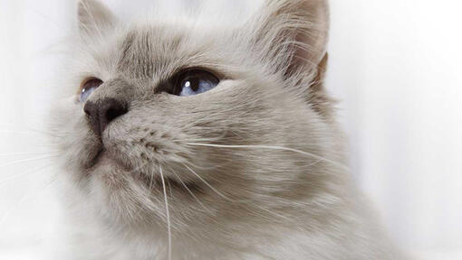 Närbild av grå katts ansikte