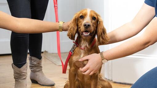 Spaniel blir klappad