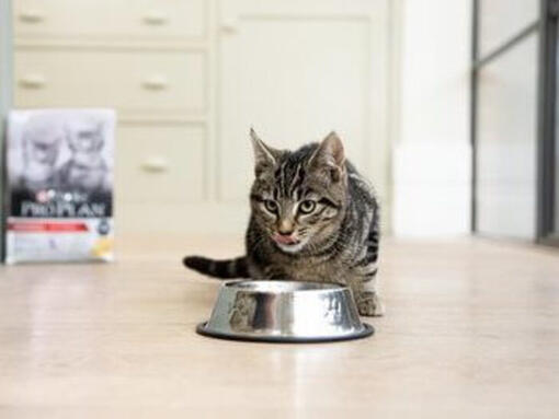 Katt som dricker ur skål
