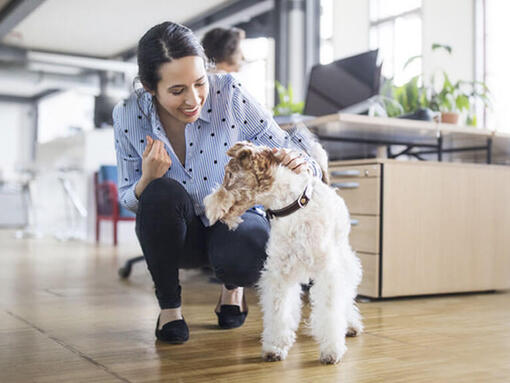 Kvinna som smeker hund på kontoret
