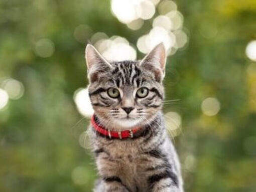 Tabby katt med rött halsband