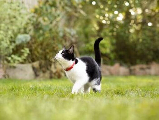 Svart och vit katt som leker i gräs