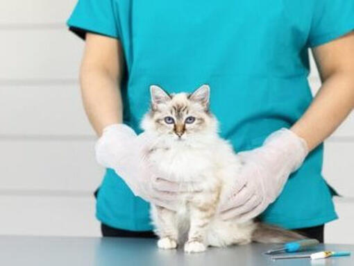 Katt på veterinärens bord