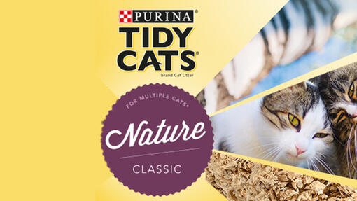 Upptäck Tidy Cats