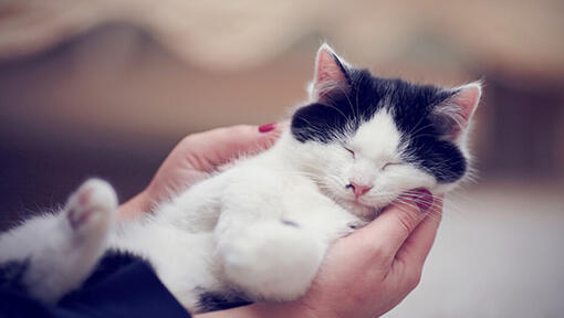 Svart och vit katt sover i ägarens händer