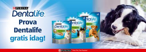 Dentalife