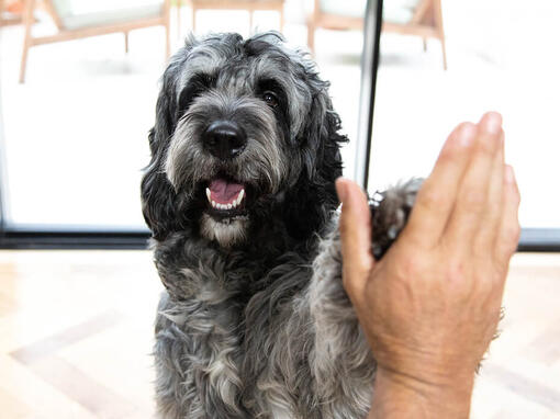 Hund high fiving person