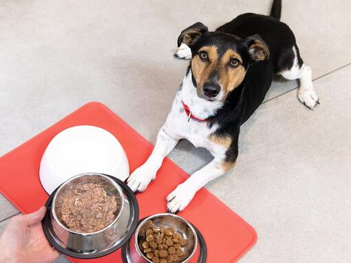 Hunden satt framför matskålar