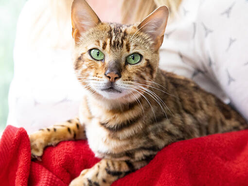 Katten satt på soffan