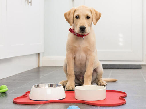 Hunden satt framför matskålar