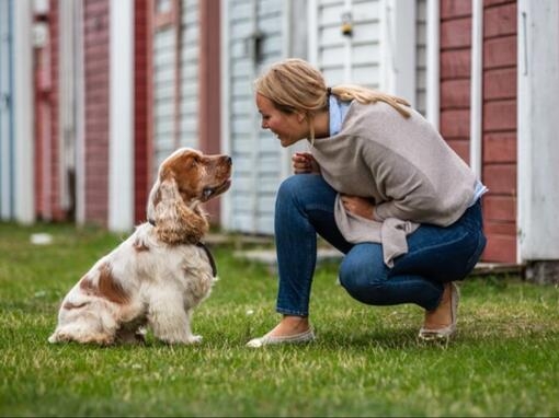 Kvinna tittar på hund