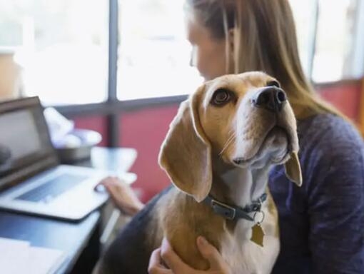 Beagle sitter i ägarens knä medan hon arbetar