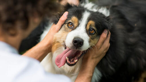 Australian Shepherd med ägaren