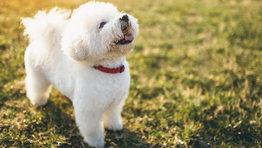 Bichon Frise tittar upp