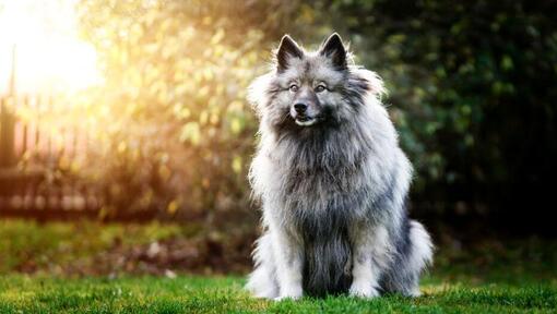 Keeshond står på bakgården