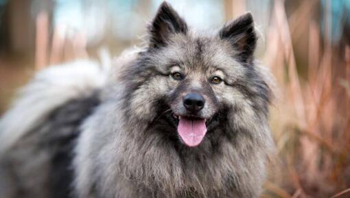 Keeshond med tungan som sticker ut