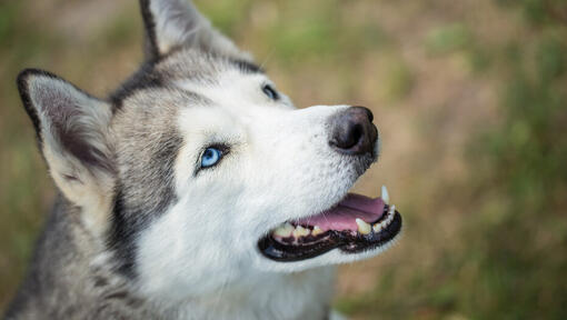 husky tittar upp med munnen öppen