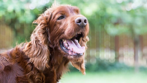 hund utanför med öppen mun