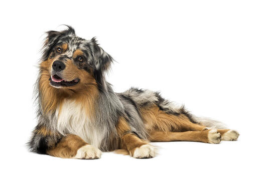 Australian shepherd