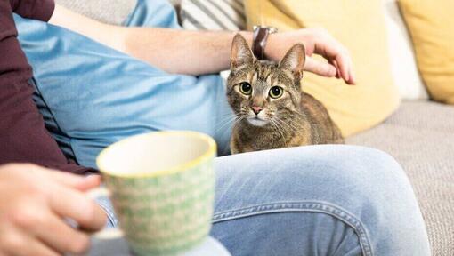 Ska du adoptera en kattunge?