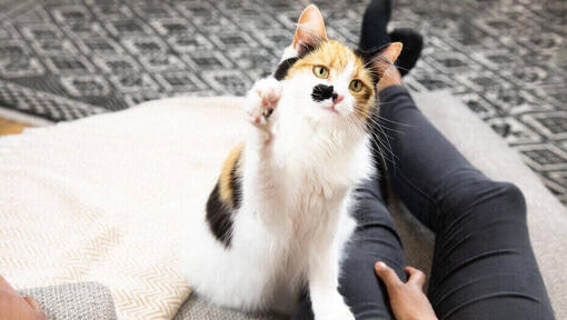 Ska du adoptera en kattunge?