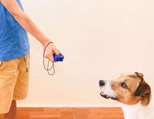 7 valpträningskommandon som varje hund bör känna till