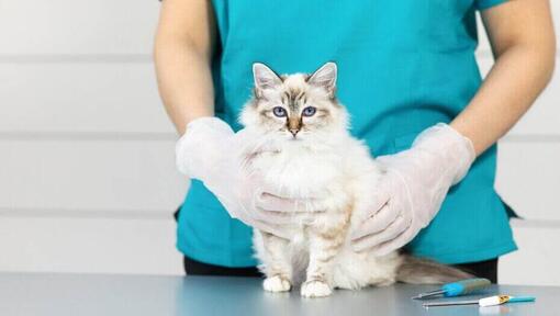 Katten satt vid veterinärens bord