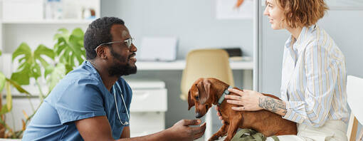 Valp i veterinärens väntrum med veterinär och ägare